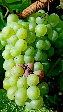 Francis Boulard & Fille - Chardonnay Mailly Champagne Grand Cru Grande Montagne 2014